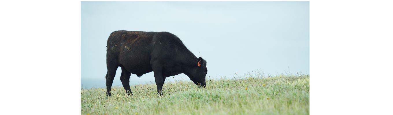 ★びっくりドンキー★選考直結型！専門職コースWEB説明会★募集