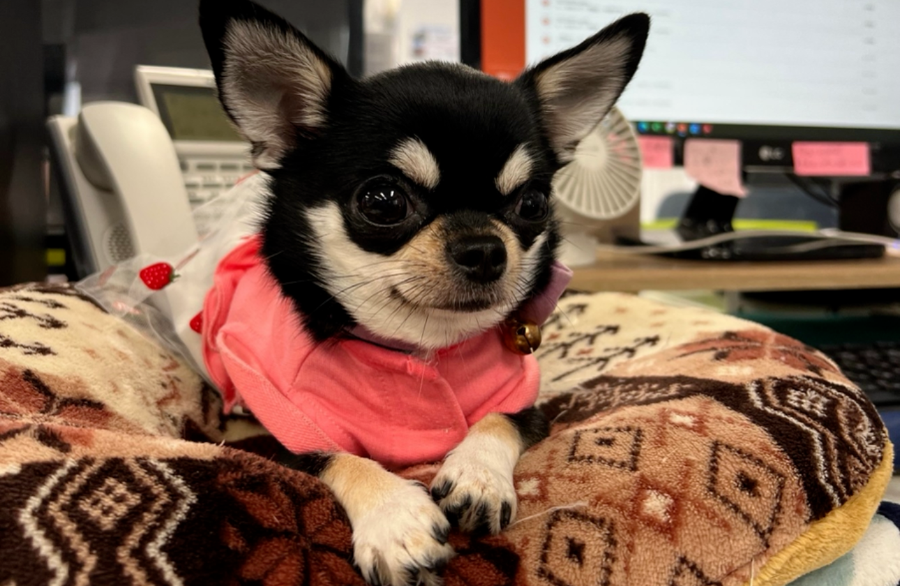 社犬のハッピーです！