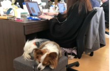 PECOではペットと連れてオフィスに出勤することも認めています。ペットと一緒にいることで、ふとした瞬間に癒されることも多いです